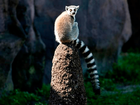 Busch Gardens Has Teamed Up With The Cast of Madagascar