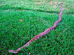 000 burmese python in florida