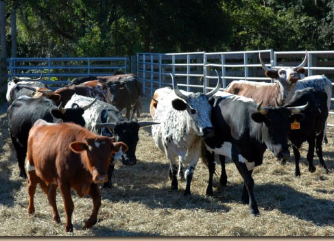 The Return of the Cracker Cow