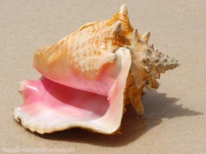 FL nature queen conch