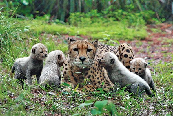 White Oak Plantation Is Not Your Typical Florida Plantation