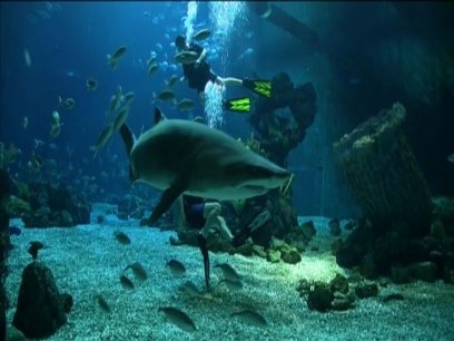 floridatraveler divequest