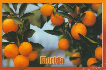 floridatraveler flaoranges
