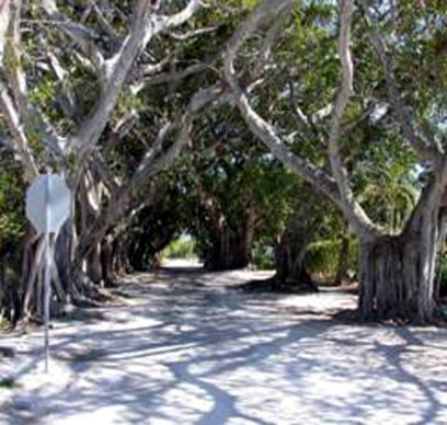 floridatravelerbocagbanyantree