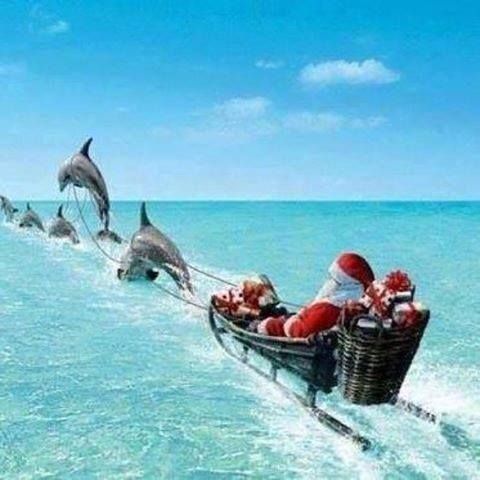 floridatraveler santa and dolphin sled