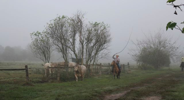 floridatraveler cow-boy-day