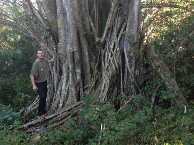 floridatraveler strangler tree