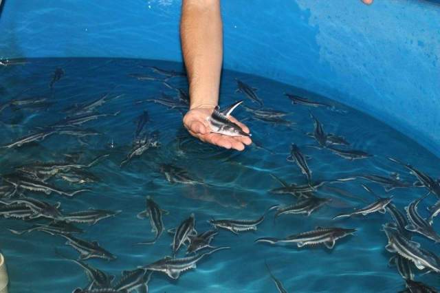 floridatraveler surgeon farm bascom florida