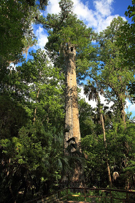 floridatraveler the senator last days