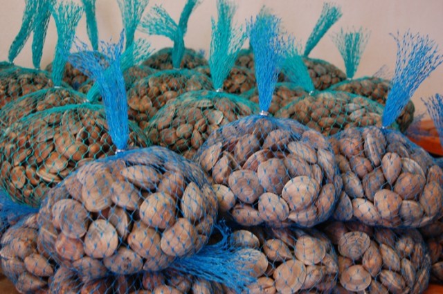 FLORIDATRAVELER clams at Southern Cross Cedar Key