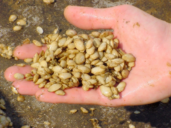 FLORIDATRAVELER seeds of clams in hand