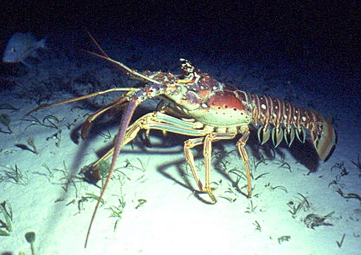 FLORIDATRAVELER SPINEY LOBSTER