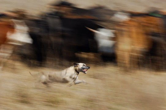FLORIDATRAVELER cowdog competition
