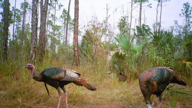 floridatraveler-fl-wild-turkeys