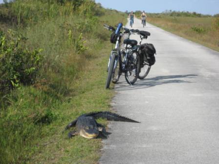 floridatraveler-biker-and-gator2