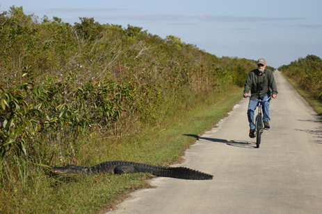floridatraveler-biker-and-gators