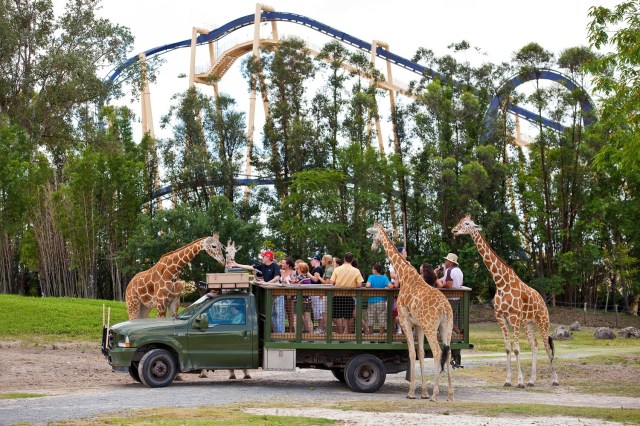FLORIDATRAVELER giraffe-feeding-on-Busch-Garden-Tampa
