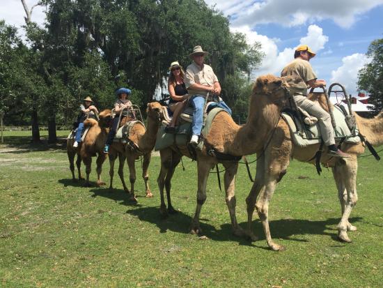 floridatraveler giraffe ranch safari-by-camel