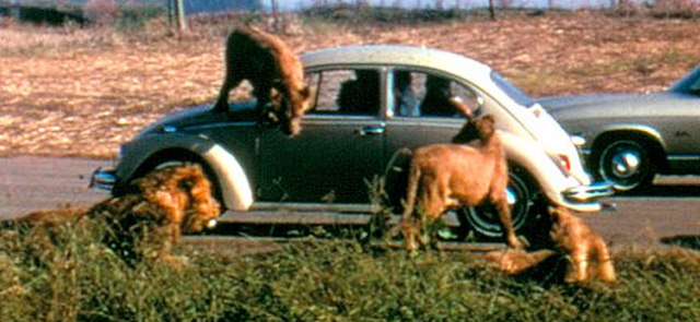 FLORIDATRAVELER Lion-Country-Safari