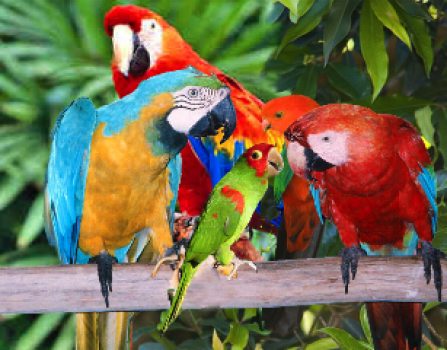 Floridatraveler PARROT JUNGLE