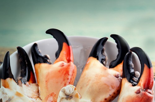 floridatraveler STONE CRABS naples
