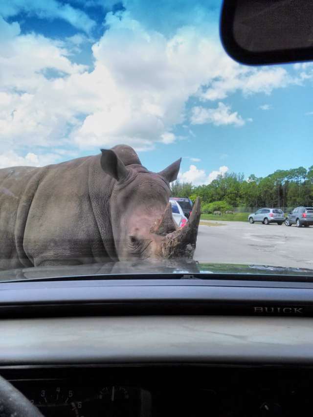 floridatraveler RHINO and car