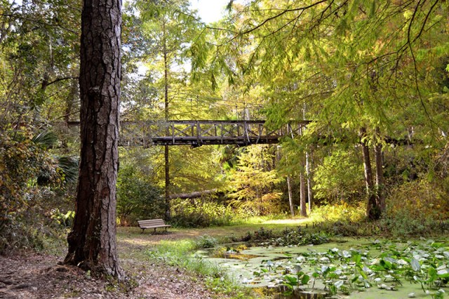 Suspension Bridge at Ravine Gardens, Palatka