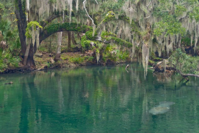 FLORIDATRAVELER Blue-Spring-State-Park