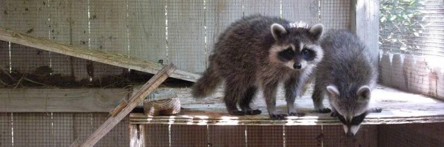 floridatraveler FWMA crawsfordville -raccons