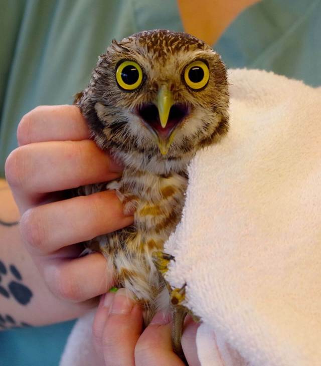 floridatraveler -owl-in-rehab-at-CROW-hospital-on-Sanibel-Island-FL