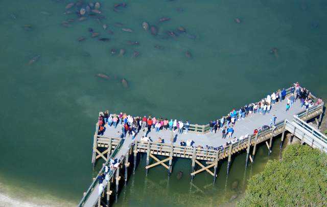 floridatraveler manatees at big bend