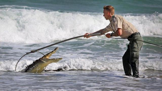 FLORIDATRAVELER oceanside -crocodile-sightings-20180125