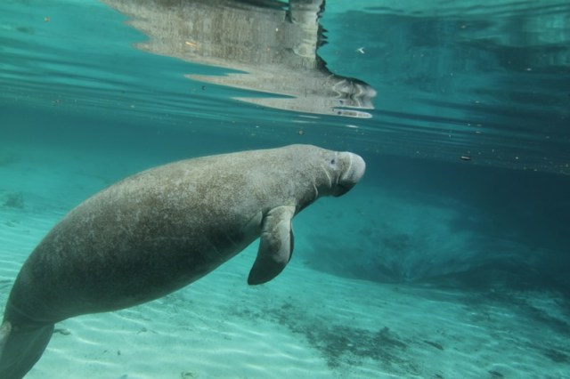 FLORIDATRAVELER at crystal river