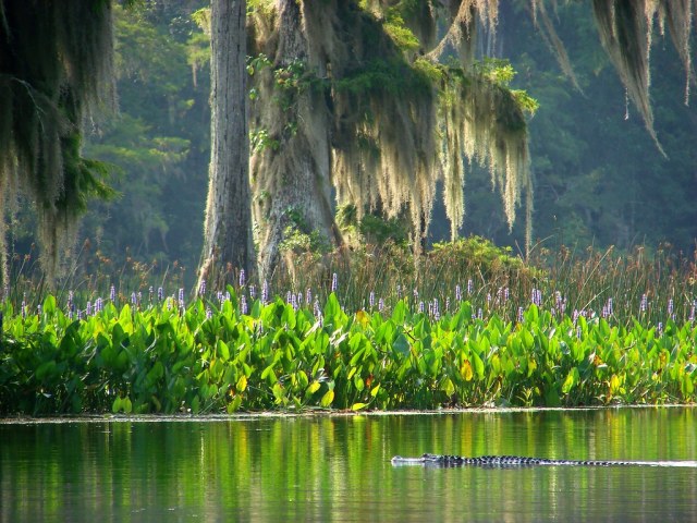 FLORIDATRAVELER Wakulla River