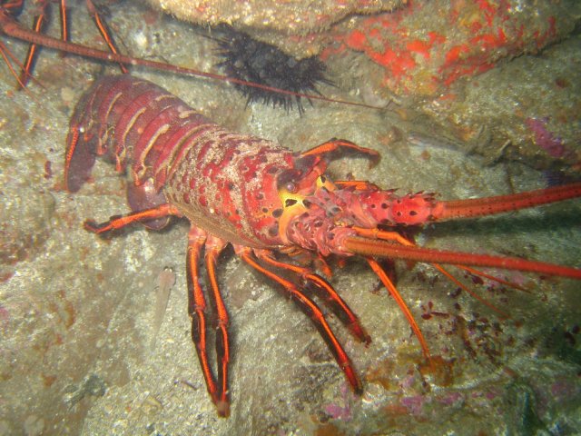 FLORDATRAVELER food SPINY LOBSTER